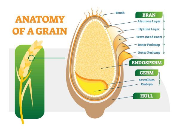 wheat grain anatomy Toledo, OH